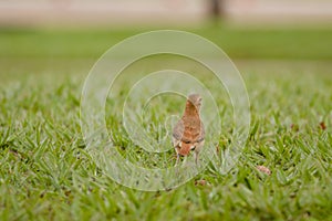 Bird walking on the grass in the garden photo