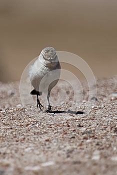 Bird walking on sand