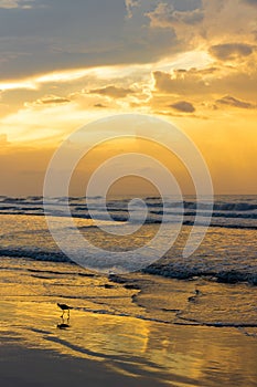 Bird Walking on Shore of Beach During Sunrise in Charleston, South Carolina