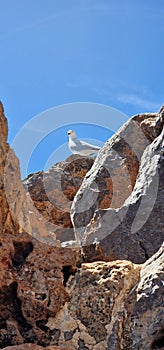 bird walking on small beach