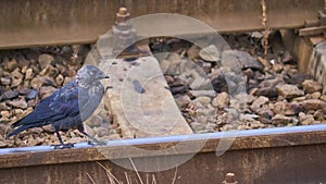 Bird walks on rails. general plan color