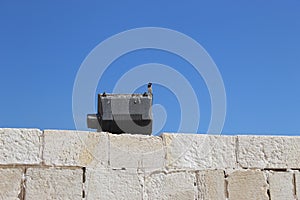 Bird on the wall of Citadel of Qaitbay. Egypt, defence.