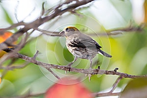 Adult Male Yellow House Finch - 1