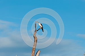 The bird was seeing around to look their pact, Liquica Timor Leste