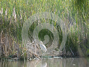 Bird washing its face, lake of ivars and vila sana, lerida, spain, europe