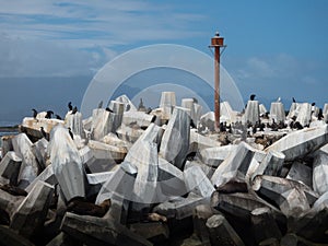 The Bird Watchers and Seals of Robben Island, South Africa