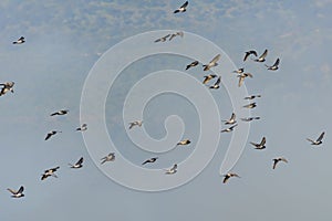 Bird watching in Birds Natural Habitats, Hula Valley in Israel. Flocks of migrating birds in sky. Nature landscape