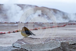 Bird watching geysers by morning