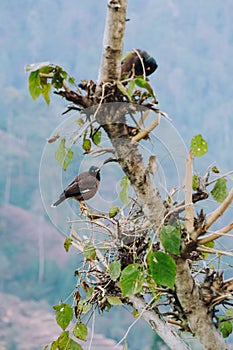 Bird watching in Nepal Far West Darchula Dadeldhura Wildlife in Shivapuri