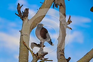 Bird watching in Nepal Far West Darchula Dadeldhura Wildlife in Shivapuri