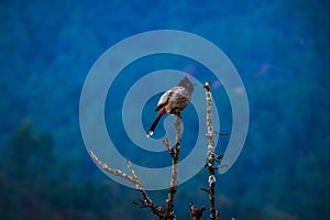 Bird watching in Nepal Far West Darchula Dadeldhura Wildlife in Shivapuri