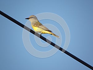 Bird watching the sunset