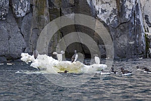 Bird watching at the Alkefjellet between Spitsbergen and Nordaustlandet on Svalbard, Norway photo