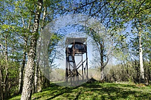 Bird watching tower in a beautiful deciduous forest by springtime