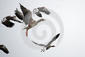 Flying greylag geese crossing the mud flats of the Northsea photo
