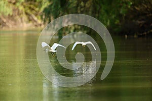 Bird watching wildlife in Danube Delta , Romania