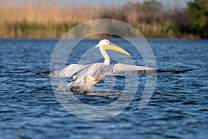 Pellicano sul danubio  animali e piante uccello tracciamento 