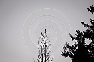 Bird watching the world from the treetop