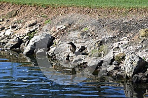 Bird on the water bank