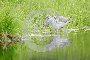 Bird in the water. Common Greenshank, Tringa nebularia, grey bird hidden in cotton grass. Wader from Sweden. Bird in beautiful