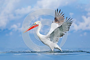 Bird in the water. Dalmatian pelican, Pelecanus crispus, landing in Lake Kerkini, Greece. Pelican with open wings. Wildlife scene