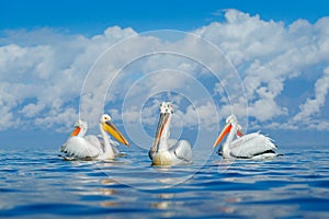 Bird in the water. Dalmatian pelican, Pelecanus crispus, landing in Lake Kerkini, Greece. Pelican with open wings. Wildlife scene