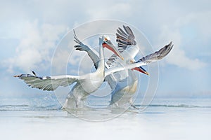Bird in the water. Dalmatian pelican, Pelecanus crispus, landing in Lake Kerkini, Greece. Pelican with open wings. Wildlife scene