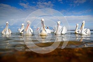 Bird in the water. Dalmatian pelican, Pelecanus crispus, landing in Lake Kerkini, Greece. Pelican with open wings. Wildlife scene