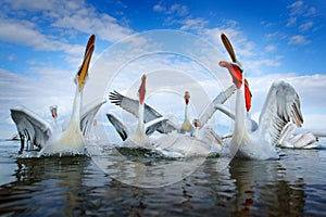 Bird in the water. Dalmatian pelican, Pelecanus crispus, landing in Lake Kerkini, Greece. Pelican with open wings. Wildlife scene