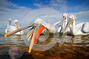 Bird in the water. Dalmatian pelican, Pelecanus crispus, landing in Lake Kerkini, Greece. Pelican with open wings. Wildlife scene