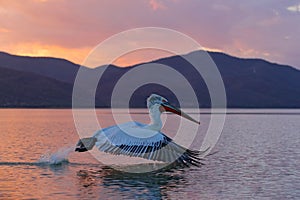 Bird in the water. Dalmatian pelican, Pelecanus crispus, landing in Lake Kerkini, Greece. Pelican with open wings. Wildlife scene