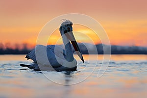 Bird in the water. Dalmatian pelican, Pelecanus crispus, landing in Lake Kerkini, Greece. Pelican with open wings. Wildlife scene