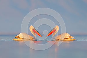 Bird in the water. Dalmatian pelican, Pelecanus crispus, landing in Lake Kerkini, Greece. Pelican with open wings. Wildlife scene