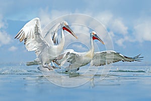 Vogel Wasser. Dalmatiner pelikan, Landung griechenland. pelikan öffnen flügel. Tiere und Pflanzen Szene 
