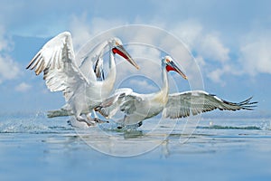 Bird in the water. Dalmatian pelican, Pelecanus crispus, landing in Lake Kerkini, Greece. Pelican with open wings. Wildlife scene photo