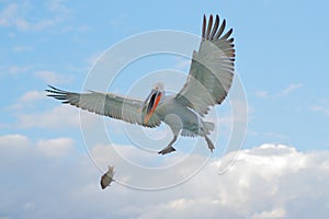 Bird in the water. Dalmatian pelican, Pelecanus crispus, landing in Lake Kerkini, Greece. Pelican with open wings. Wildlife scene