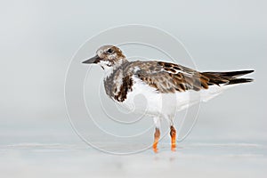 Bird in the water. Funny image of bird. Ruddy Turnstone, Arenaria interpres, in the water, with open bill, Florida, USA. Wildlife