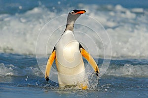 Bird in the water. Gentoo penguin jumps out of the blue water while swimming through the ocean in Falkland Island, bird in the nat
