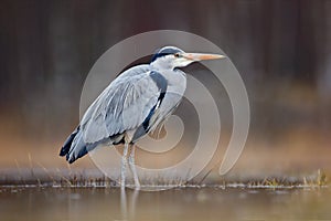 Bird in the water. Grey Heron, Ardea cinerea, bird sitting in the green marsh grass, forest in the background, animal in the natur