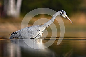 Bird in water. Grey Heron, Ardea cinerea, in water, blurred grass in background. Heron in the forest lake. Bird in the nature