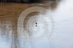 Bird in the water of Marano lagoon photo