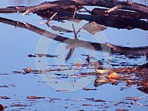 Bird water nature lake leafs