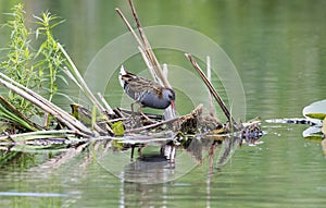 Bird Water Rail