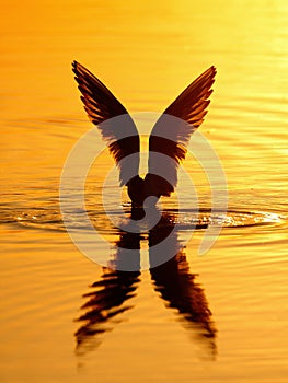 Bird on the water