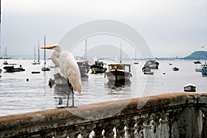 bird water white heron boat photo