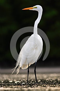 Bird in the water. White heron, Great Egret, Egretta alba, standing in the water in the march. Beach in Florida, USA. Water bird photo