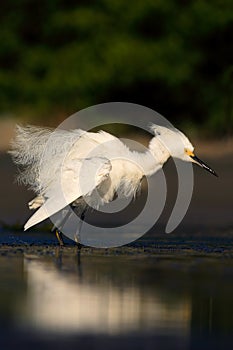 Bird in the water. White heron Snowy Egret, Egretta thula, standing on pebble beach in Florida, USA. Beautiful evening sun in the