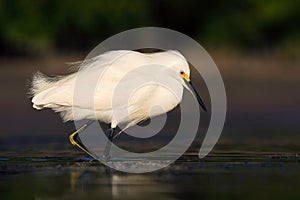 Bird in the water. White heron Snowy Egret, Egretta thula, standing on pebble beach in Florida, USA. Beautiful evening sun in the