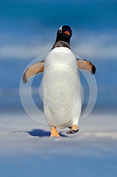 Bird in the water, white sand beach. Gentoo penguin jumps out of the blue water while swimming through the ocean in Falkland Islan