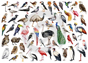 Bird watercolor illustration big set. Hand drawn various birds collection. Birds of the world set. Different avian